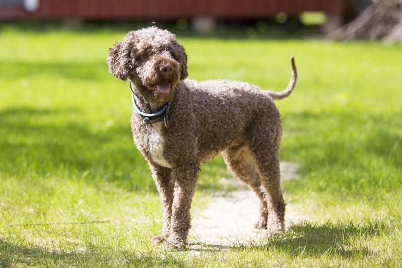 lagotto romagnolo