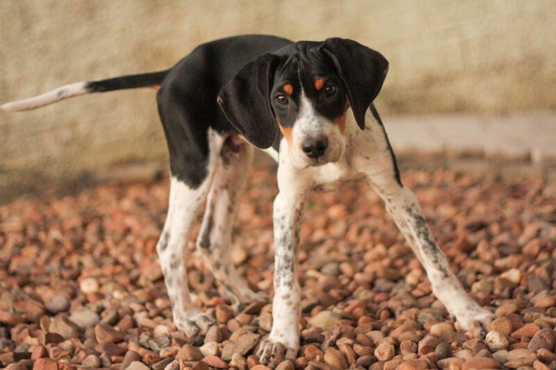american foxhound