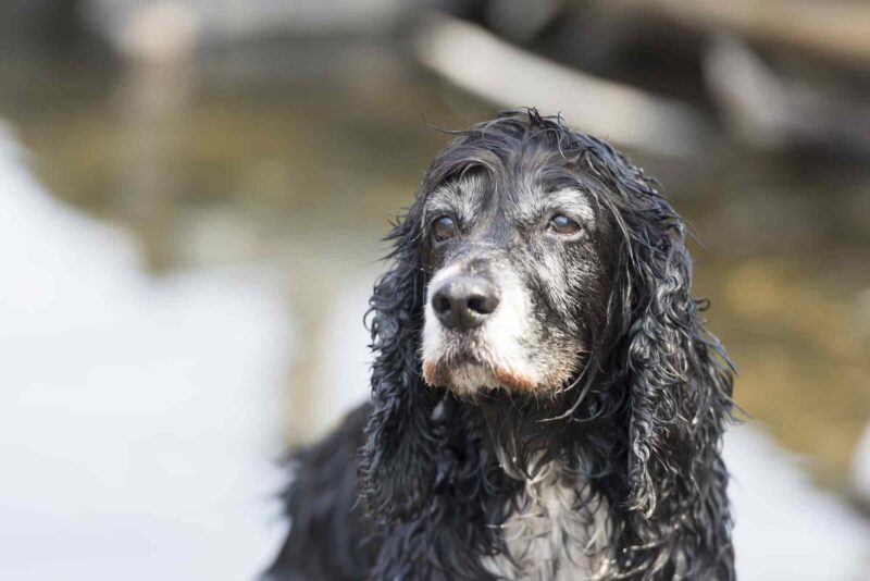 amerikaanse waterspaniel