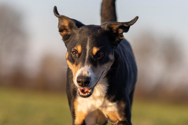 appenzeller sennenhond