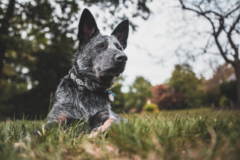 australian cattle dog