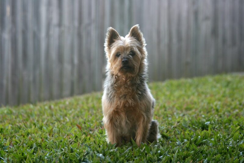 australian terrier