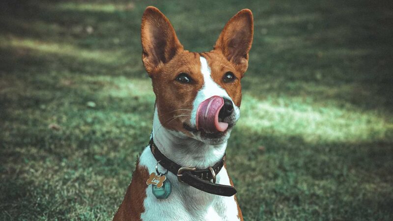 basenji