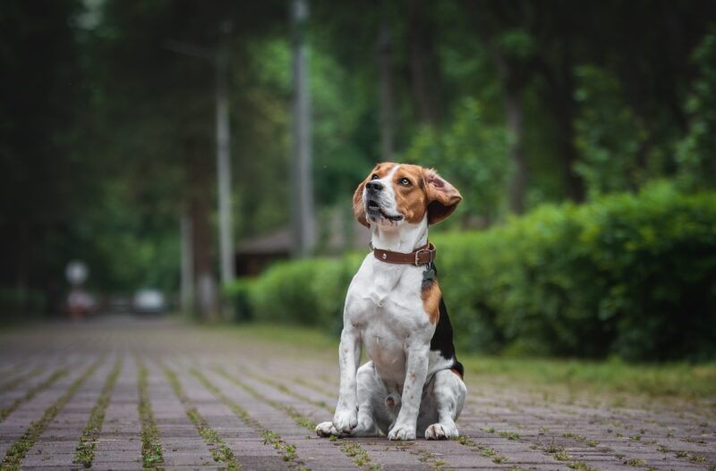 beagle