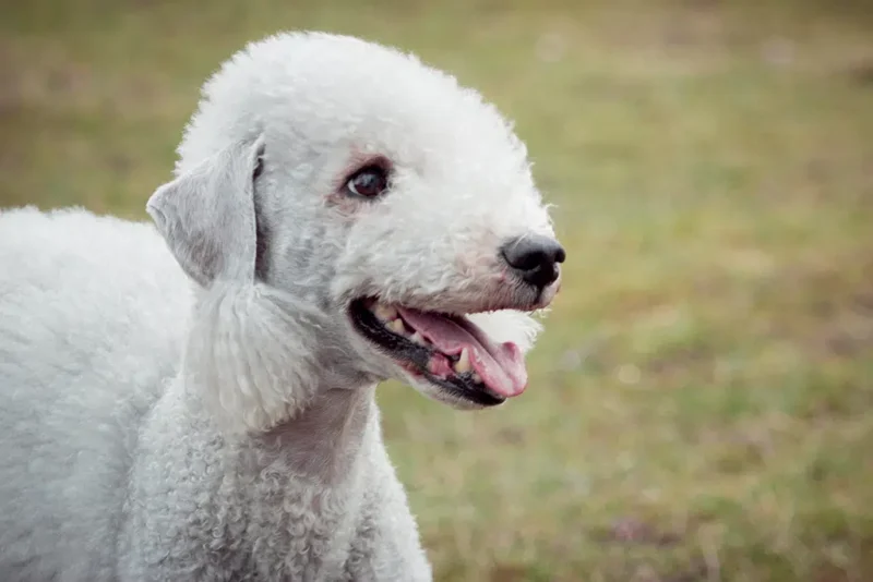 bedlington terrier