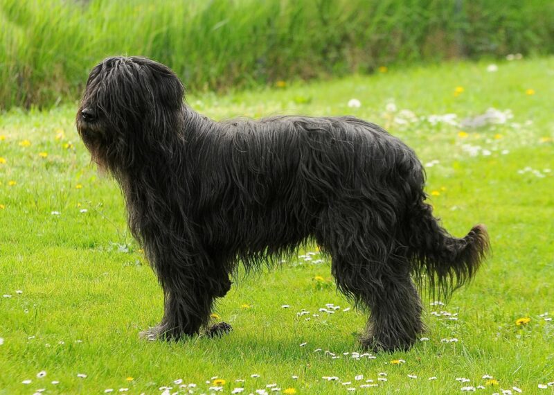 bergamasco