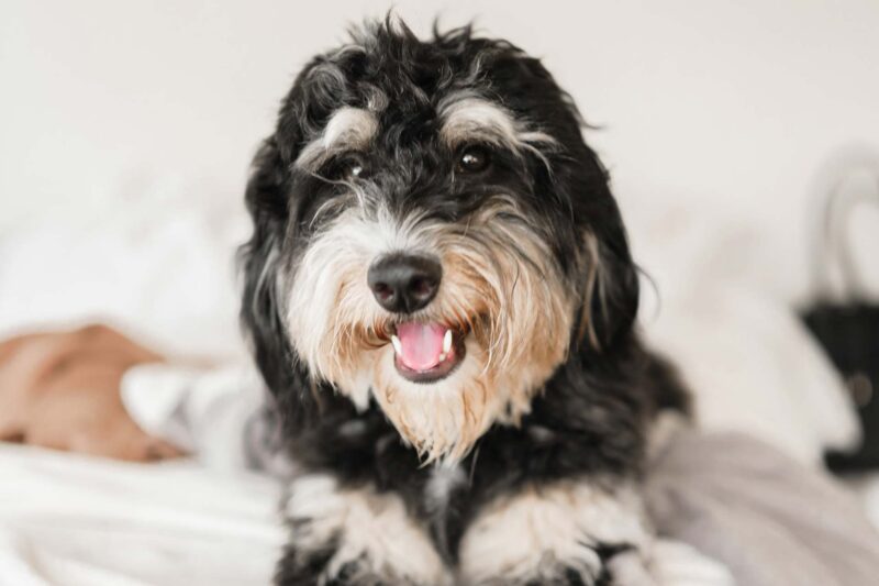 bernedoodle