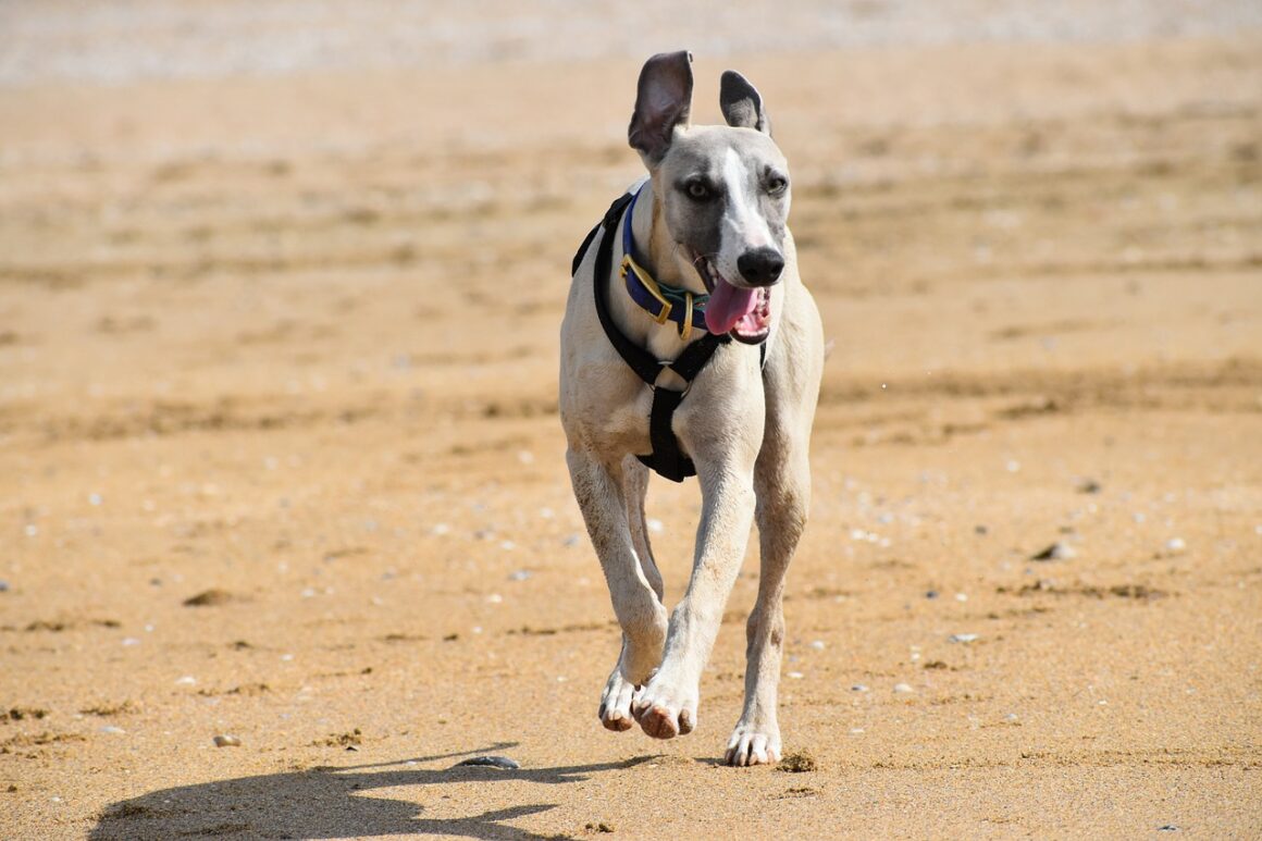 beste rogz hondentuig