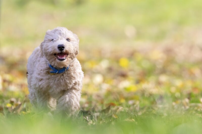 bichon frise