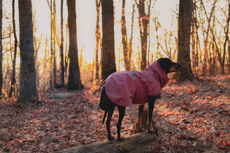 bluetick coonhound