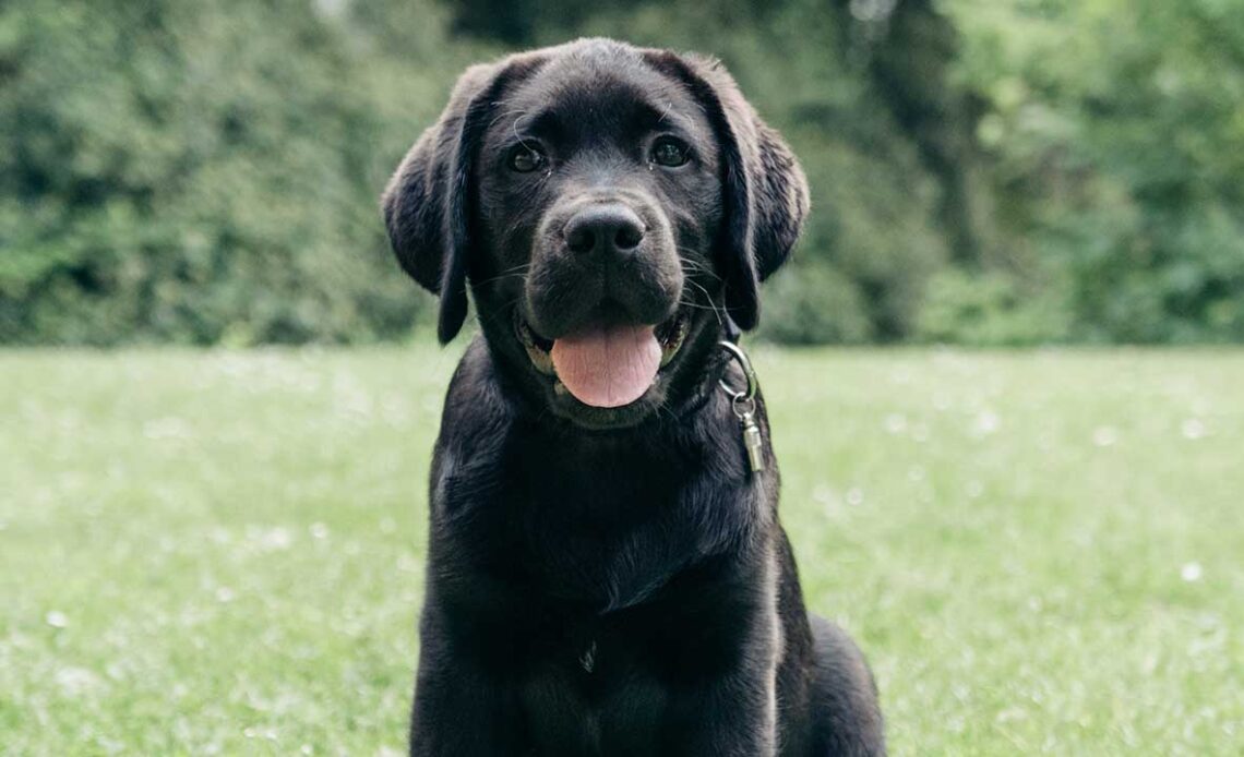 Borador Een Border collie & Labrador kruising [Foto