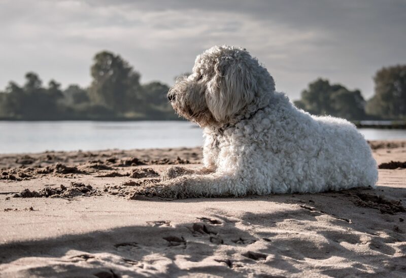 goldendoodle