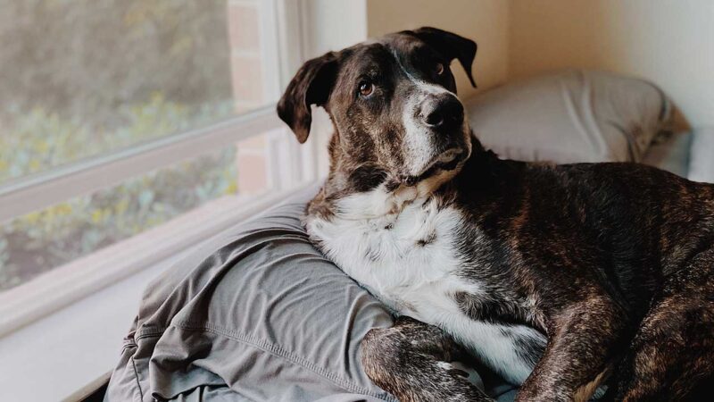 happy house hondenkussen