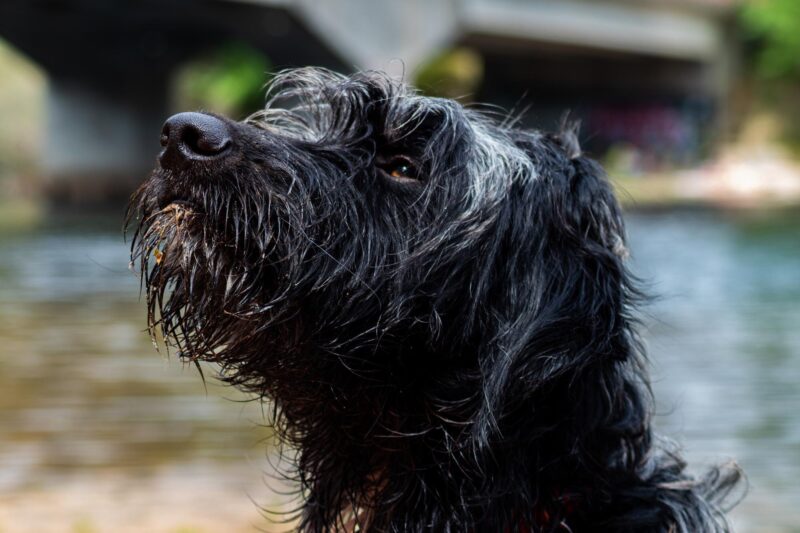 ierse waterspaniel