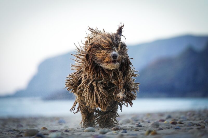 komondor