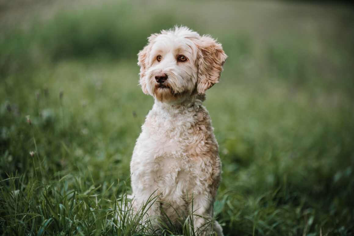 labradoodle