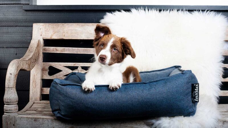 lex en max hondenkussen