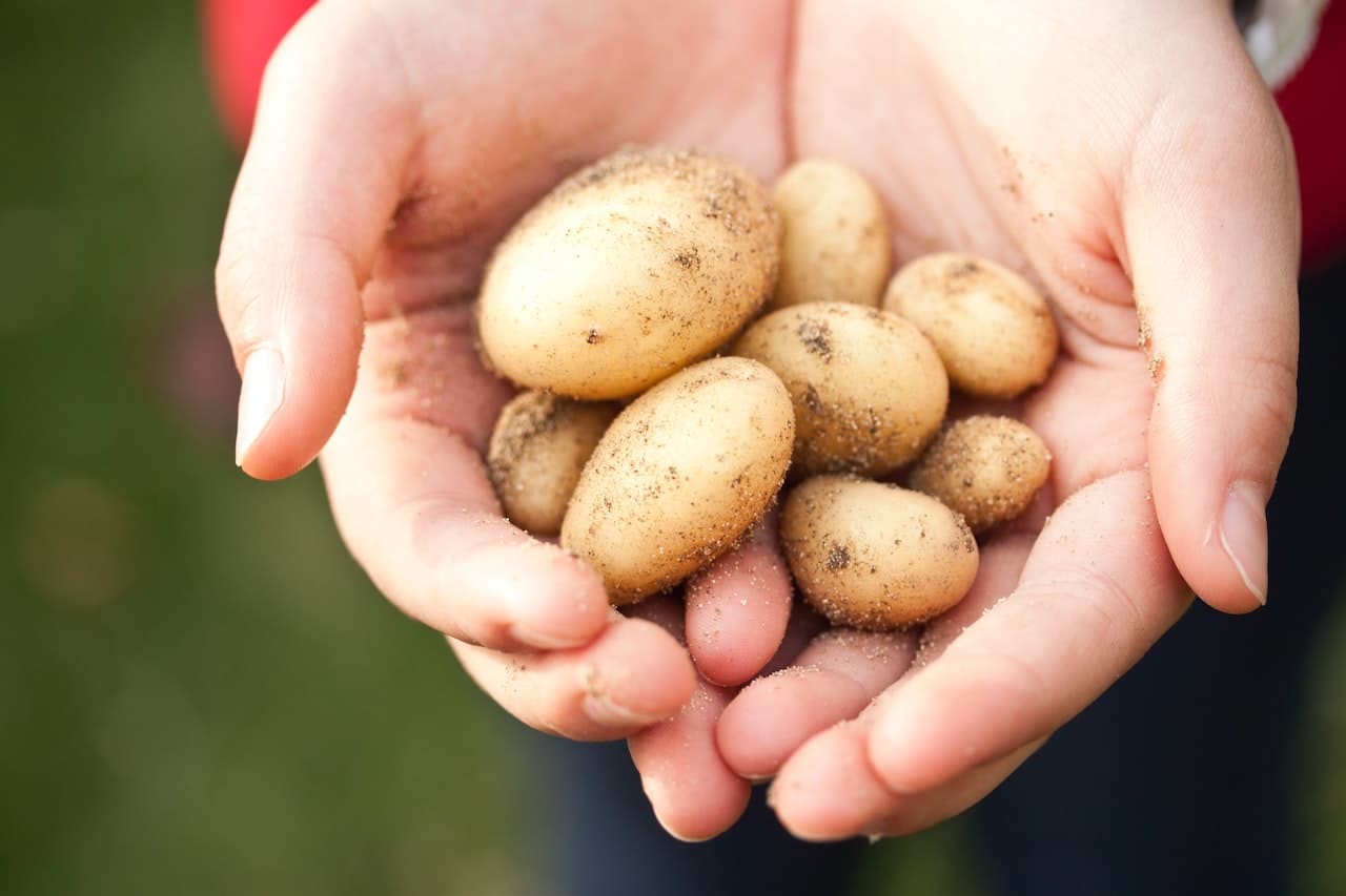 Mag een hond rauwe aardappelen eten? HondjesGids