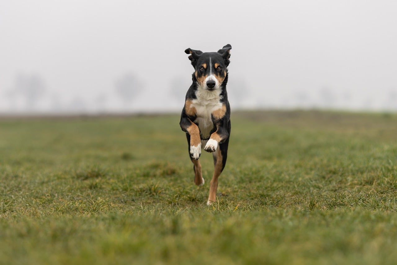 Oostenrijkse Pinscher Karakter en [Foto's] HondjesGids
