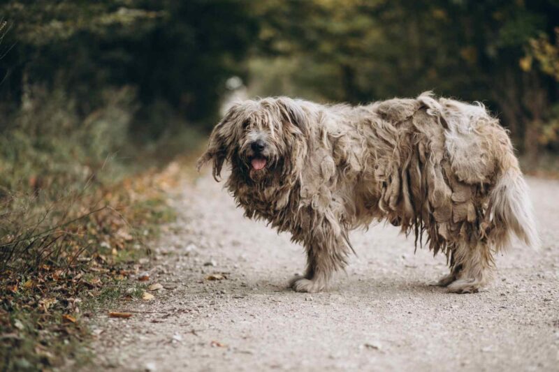 puli