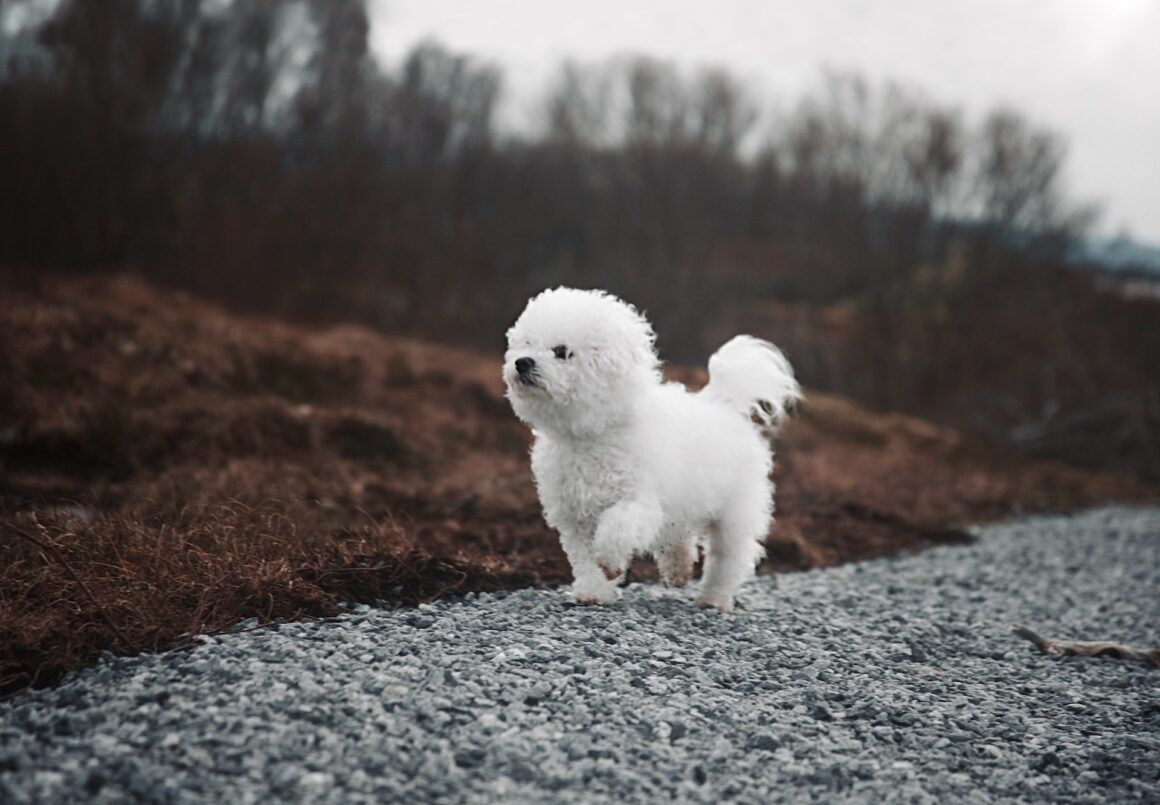puppy voer hills