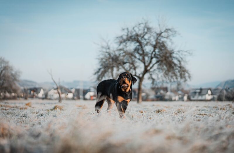 rottweiler