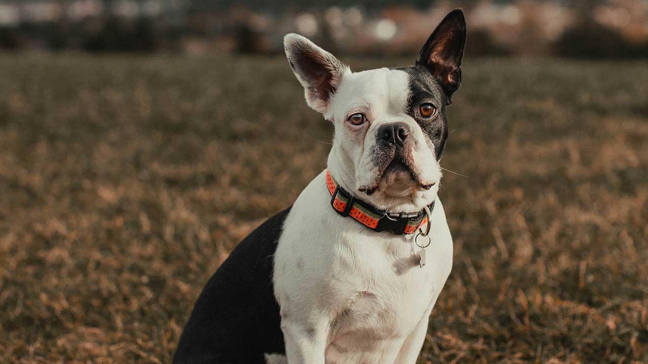 Australian Bulldog Karakter en [Foto's] HondjesGids