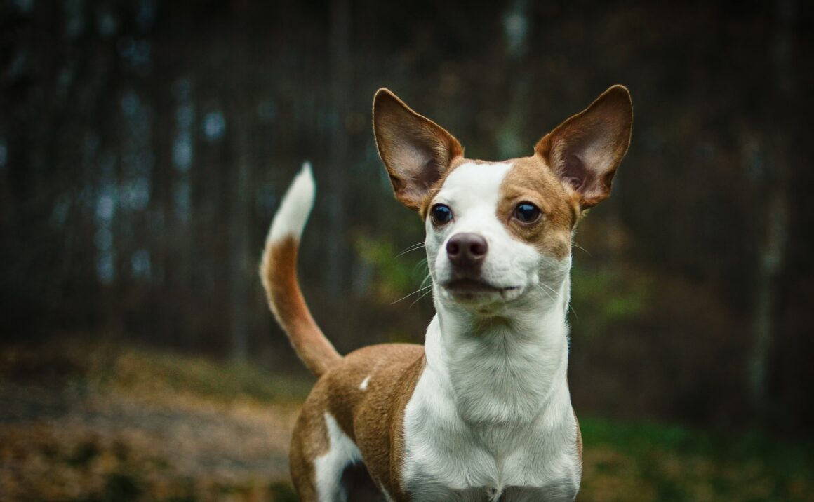 Chihuahua hond