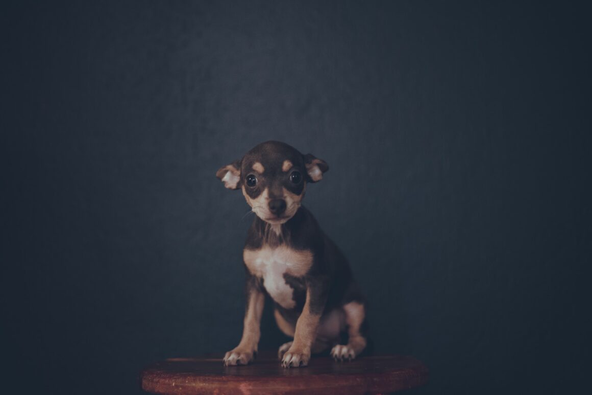 Chihuahua karakter