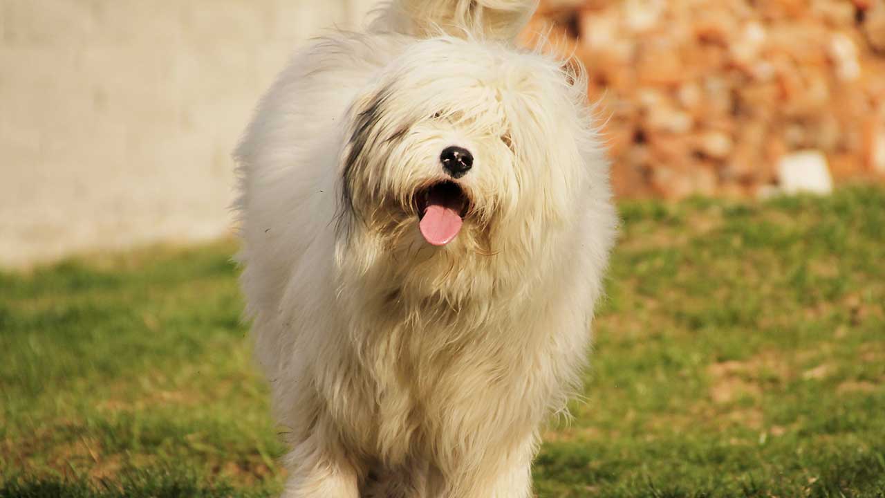 Roemeense Hondenrassen 4x Honden uit Roemenië [Foto's] HondjesGids