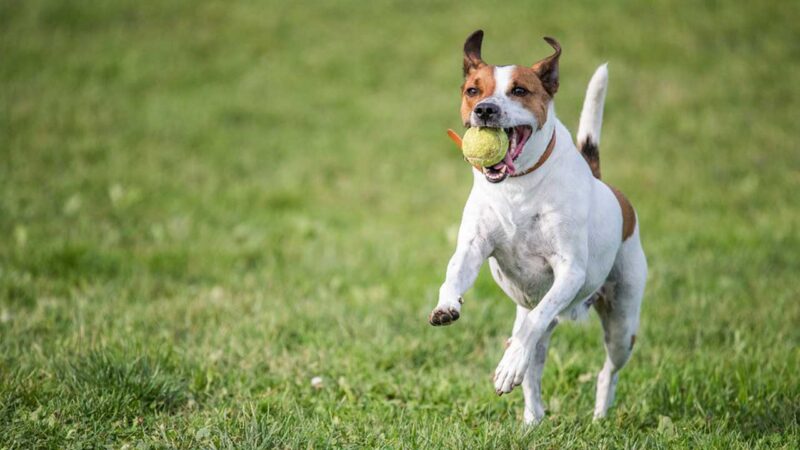 Deens-Zweedse Boerderijhond