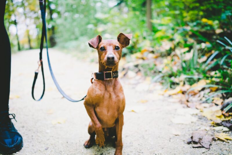 Dwergpinscher