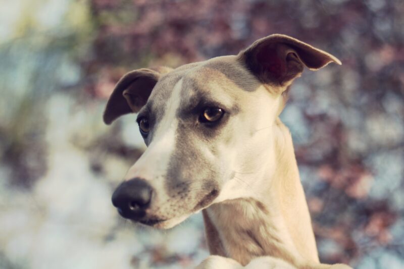 Galgo Espanol