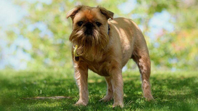Griffon Bruxellois