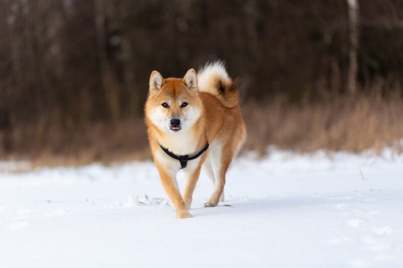 Hokkaido