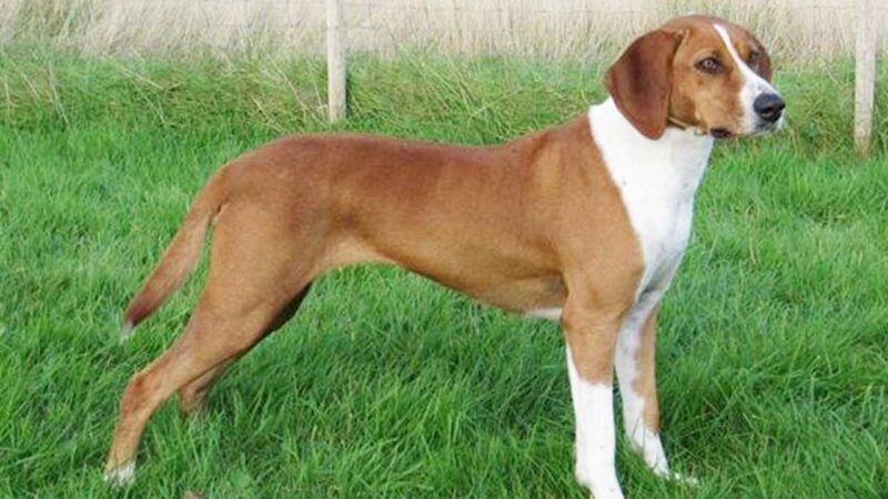 Hygenhund