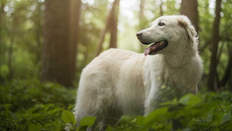 Kuvasz