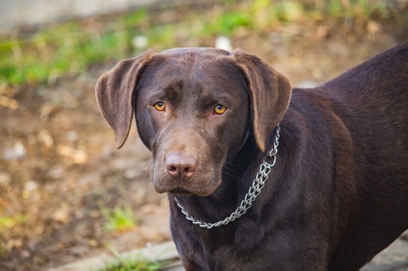 Labrabull