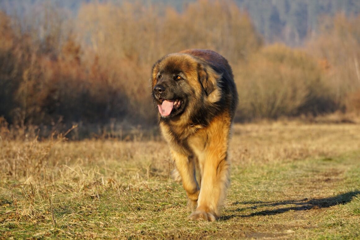 Leonberger hond