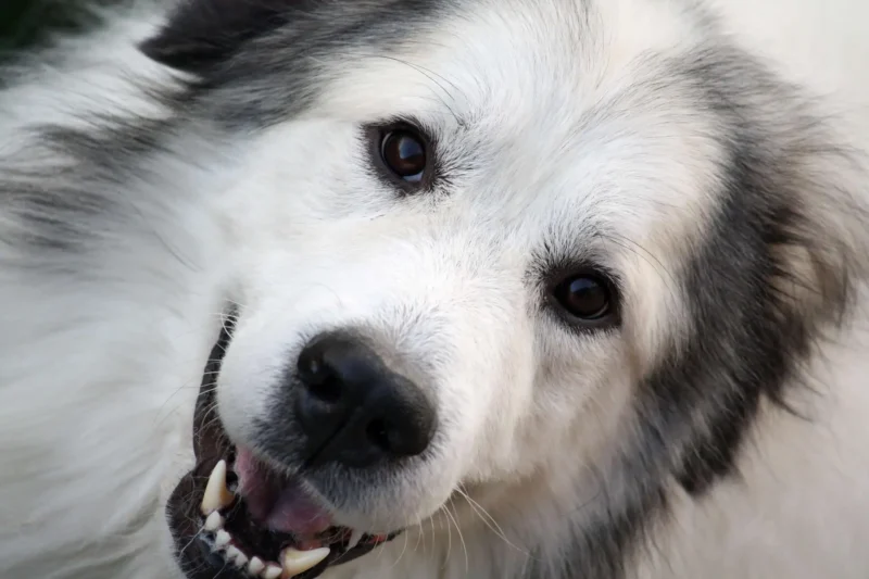 Pyreneese Berghond