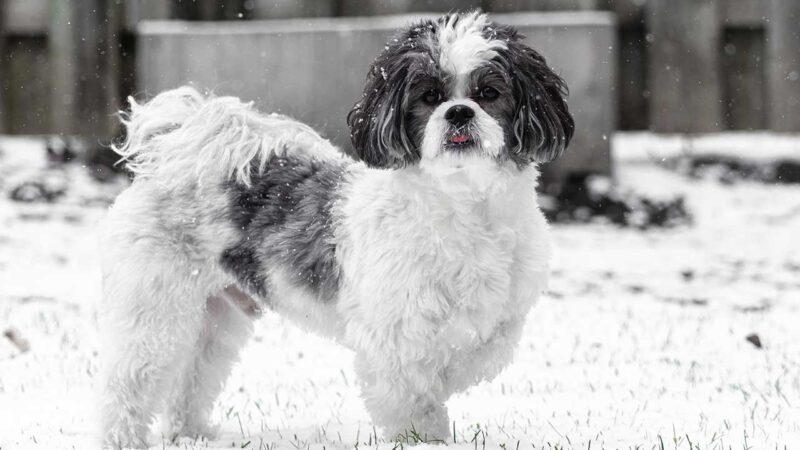 Schweenie