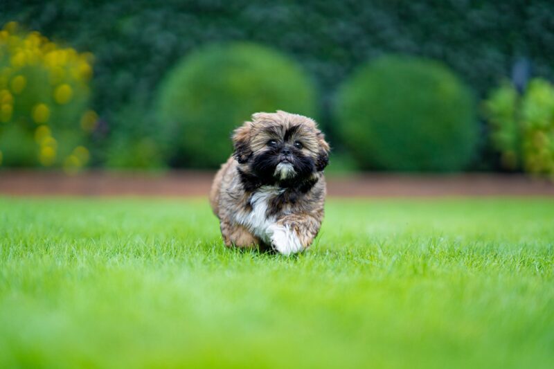 Shihpom