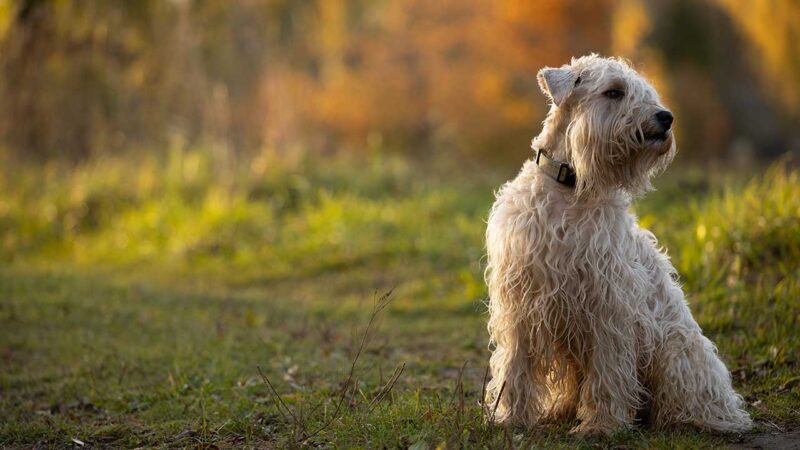 Soft Coated Wheaten Terrier
