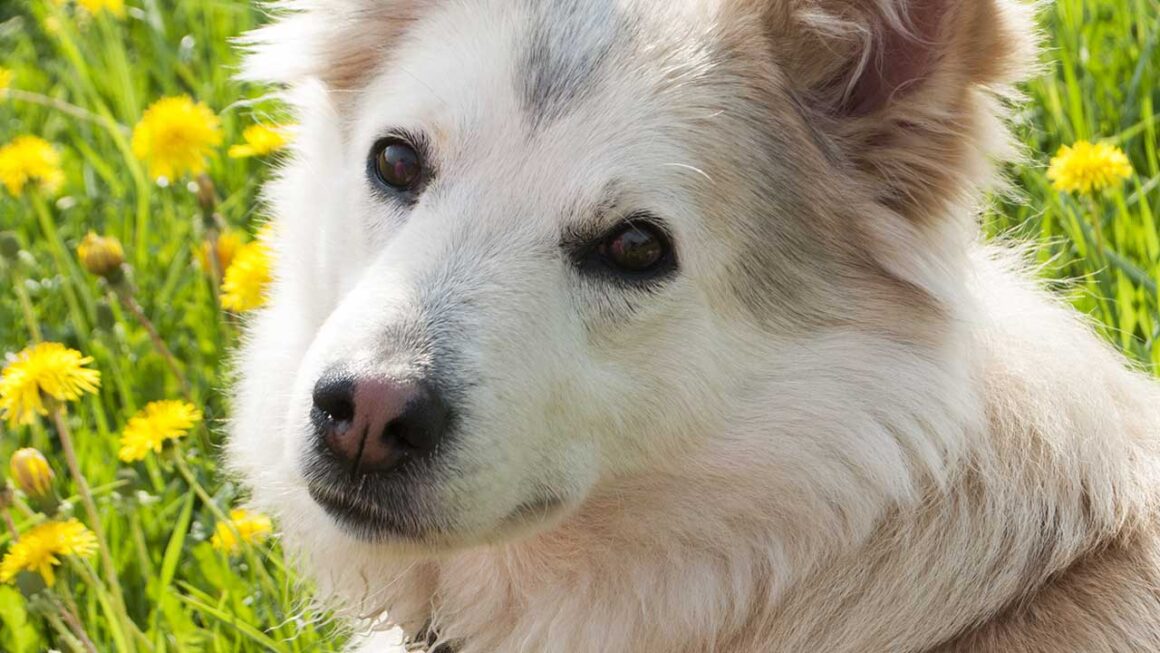 West-Siberische Laika hond