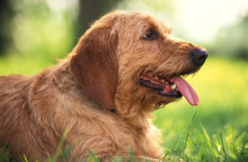 Basset Fauve de Bretagne hond