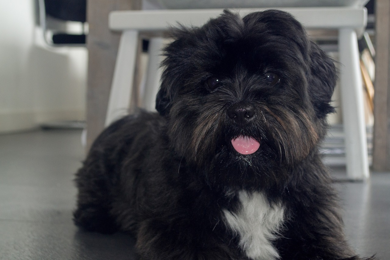 Boomer: Een Maltezer & Beagle kruising [Foto's] - HondjesGids