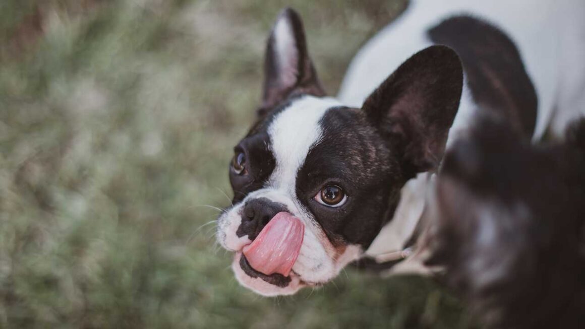 boston terrier