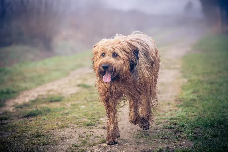 Briard