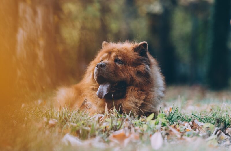 chow chow