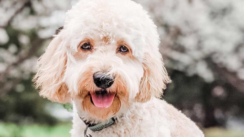 cockapoo